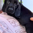 Cocker Spaniel (Working)