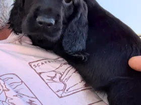 Cocker Spaniel (Working)