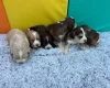 Cocker Spaniel (Show)