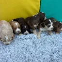 Cocker Spaniel (Show)