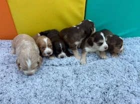 Cocker Spaniel (Show)