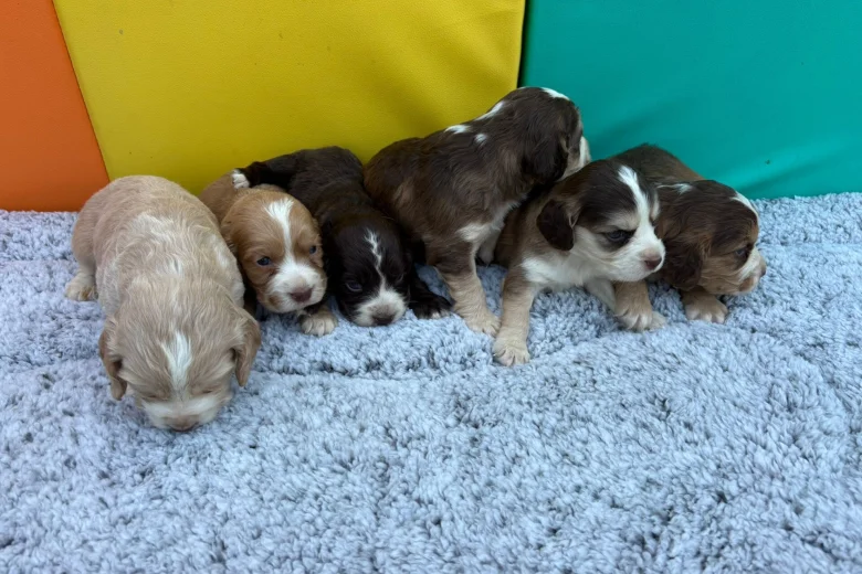 Cocker Spaniel (Show)