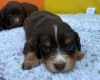 Cocker Spaniel (Show)