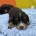Cocker Spaniel (Show)