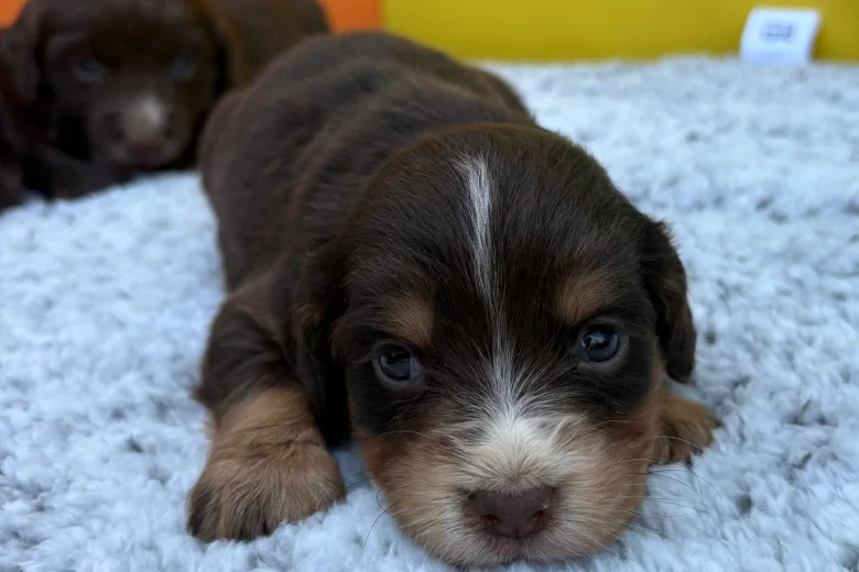 Cocker Spaniel (Show)