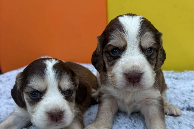 Cocker Spaniel (Show)
