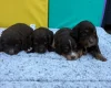 Cocker Spaniel (Show)