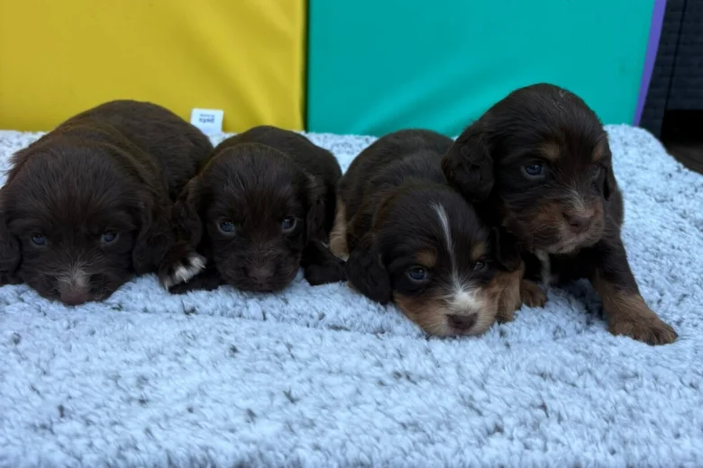 Cocker Spaniel (Show)