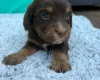 Cocker Spaniel (Show)