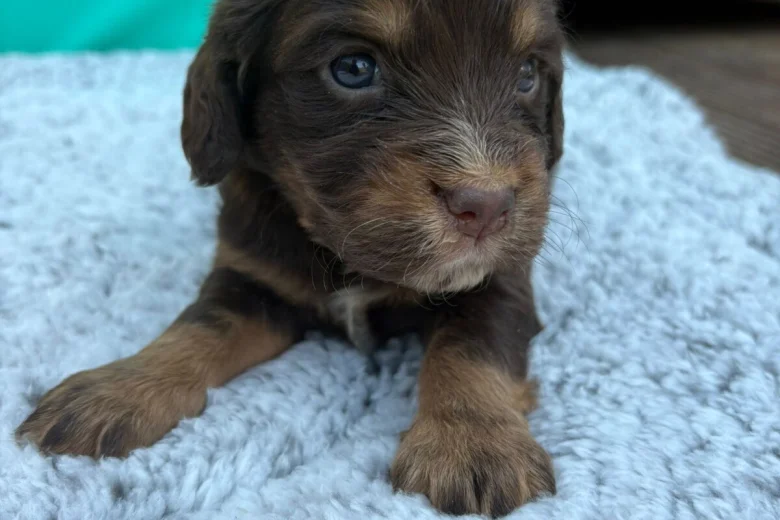 Cocker Spaniel (Show)