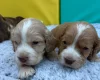 Cocker Spaniel (Show)