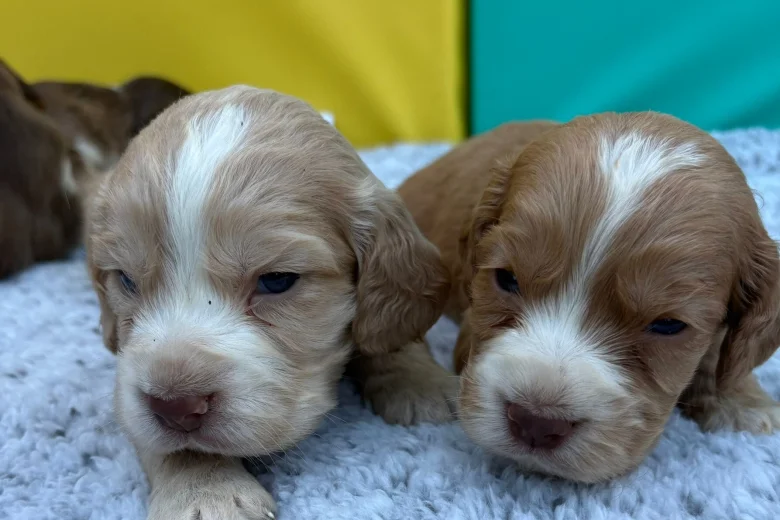 Cocker Spaniel (Show)