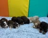 Cocker Spaniel (Show)