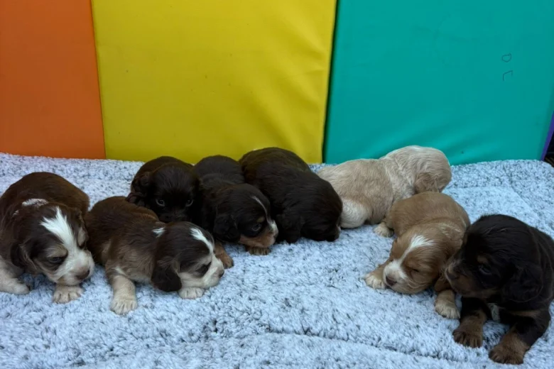 Cocker Spaniel (Show)