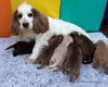 Cocker Spaniel (Show)