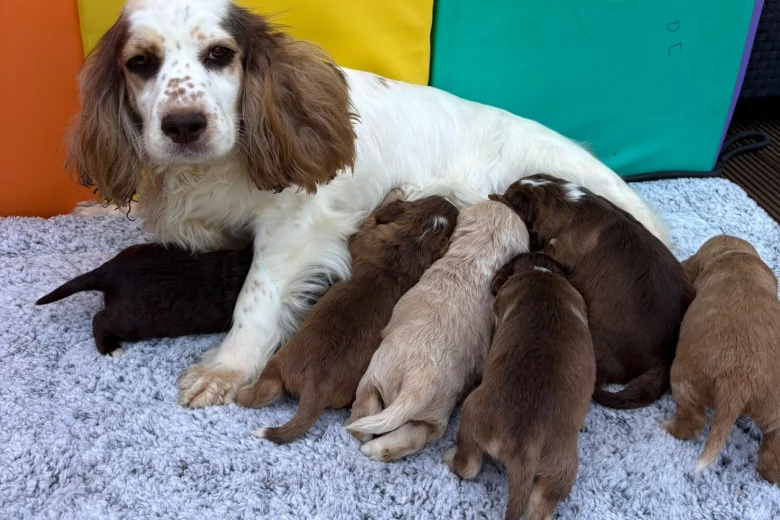Cocker Spaniel (Show)