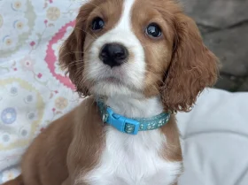 Cocker Spaniel (Working)