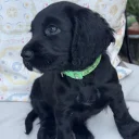 Cocker Spaniel (Working)