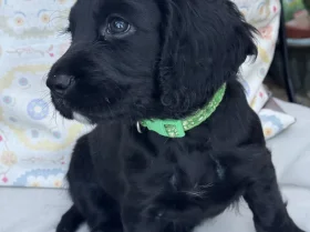 Cocker Spaniel (Working)