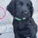 Cocker Spaniel (Working)