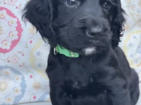 Cocker Spaniel (Working)