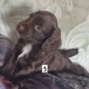 Cocker Spaniel (Working)