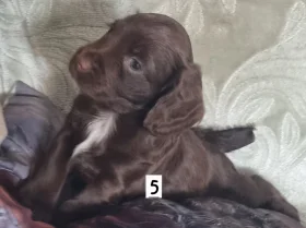 Cocker Spaniel (Working)