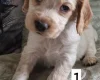 Cocker Spaniel (Working)
