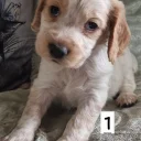 Cocker Spaniel (Working)
