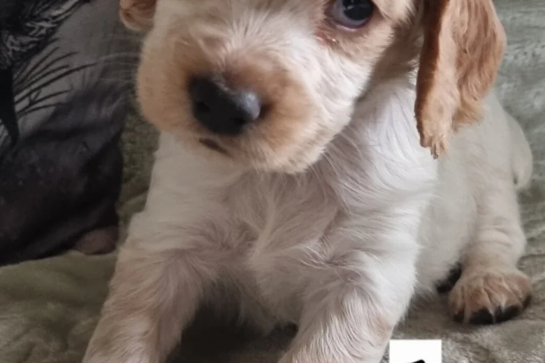 Cocker Spaniel (Working)