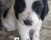 Cocker Spaniel (Working)