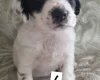 Cocker Spaniel (Working)