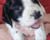 Cocker Spaniel (Working)
