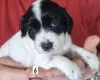 Cocker Spaniel (Working)