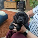 Cocker Spaniel (Working)