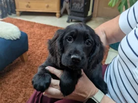 Cocker Spaniel (Working)