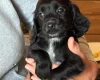 Cocker Spaniel (Working)
