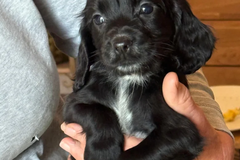 Cocker Spaniel (Working)
