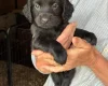 Cocker Spaniel (Working)