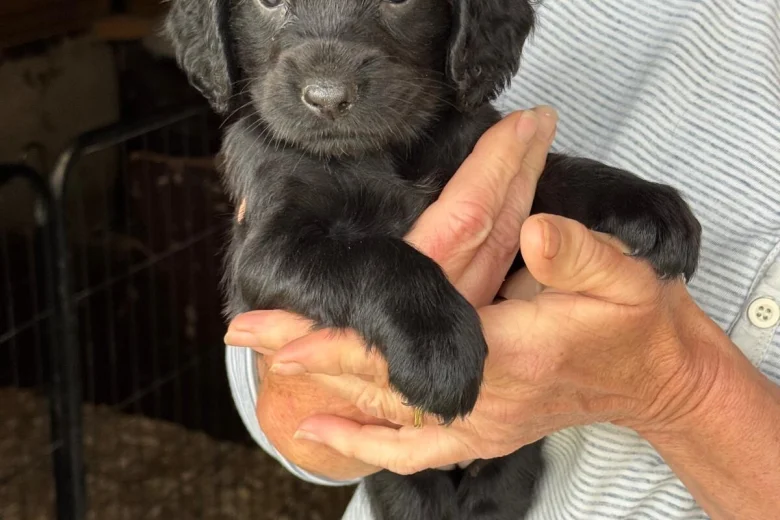 Cocker Spaniel (Working)