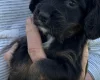 Cocker Spaniel (Working)