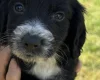 Cocker Spaniel (Working)