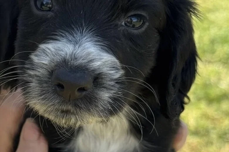Cocker Spaniel (Working)