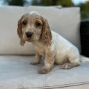 Cocker Spaniel (Working)