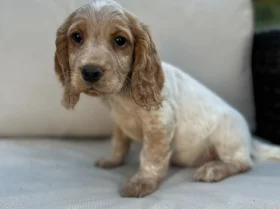 Cocker Spaniel (Working)