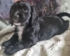 Cocker Spaniel (Working)