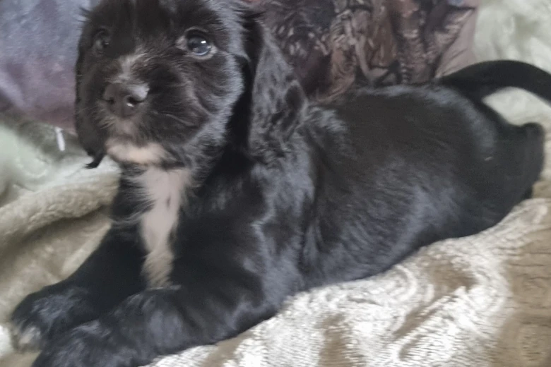 Cocker Spaniel (Working)