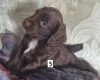 Cocker Spaniel (Working)