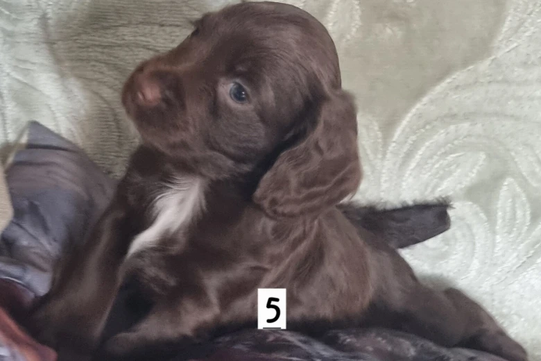 Cocker Spaniel (Working)