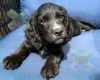 Cocker Spaniel (Working)
